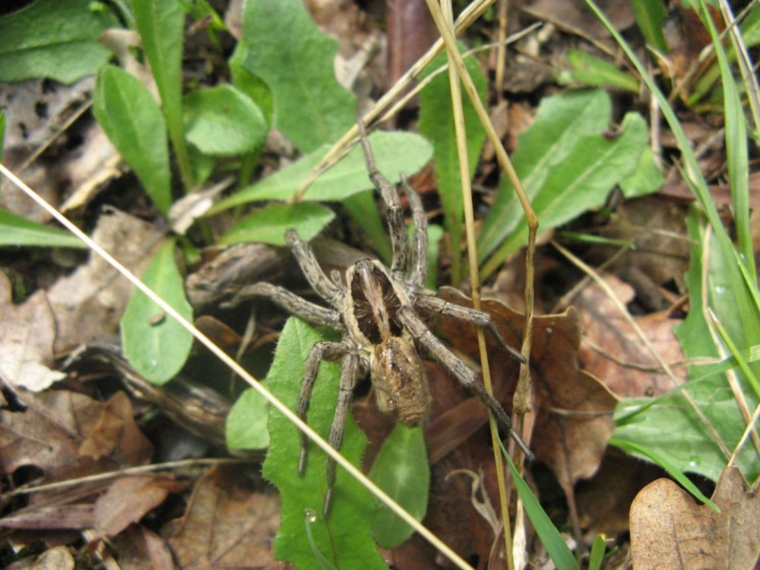 Hogna radiata